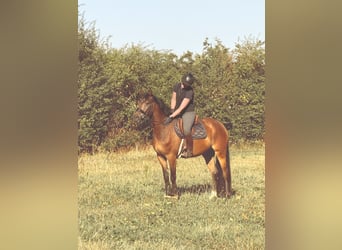 Deutsches Reitpony, Wallach, 4 Jahre, 158 cm, Brauner