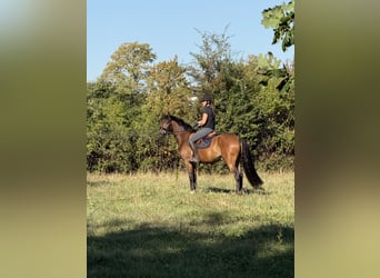 Deutsches Reitpony, Wallach, 4 Jahre, 158 cm, Brauner