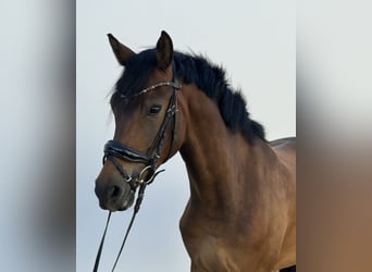 Deutsches Reitpony, Wallach, 4 Jahre, 158 cm, Brauner