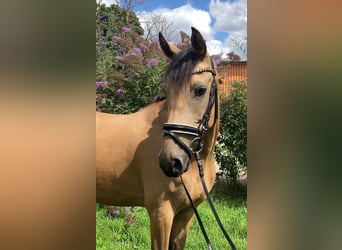 Deutsches Reitpony, Wallach, 4 Jahre, 158 cm, Buckskin