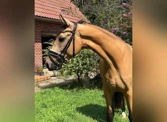 Deutsches Reitpony, Wallach, 4 Jahre, 158 cm, Buckskin