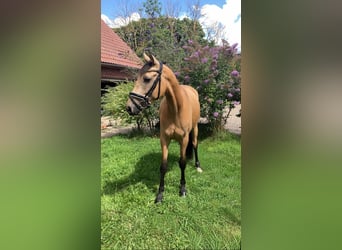 Deutsches Reitpony, Wallach, 4 Jahre, 158 cm, Buckskin