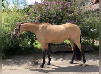 Deutsches Reitpony, Wallach, 4 Jahre, 158 cm, Buckskin