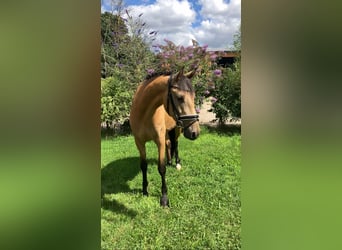 Deutsches Reitpony, Wallach, 4 Jahre, 158 cm, Buckskin
