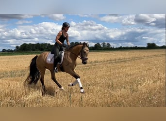 Deutsches Reitpony, Wallach, 4 Jahre, 158 cm, Buckskin