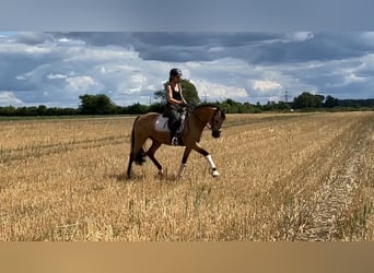 Deutsches Reitpony, Wallach, 4 Jahre, 158 cm, Buckskin