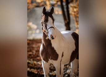 Deutsches Reitpony, Wallach, 4 Jahre, 159 cm, Schecke