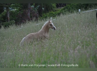 Deutsches Reitpony, Wallach, 4 Jahre, 160 cm, Palomino