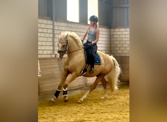 Deutsches Reitpony, Wallach, 4 Jahre, 160 cm, Palomino