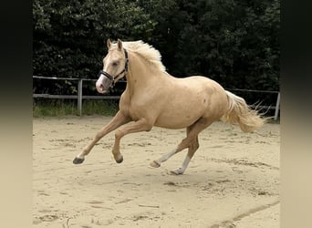 Deutsches Reitpony, Wallach, 4 Jahre, 160 cm, Palomino