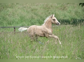 Deutsches Reitpony, Wallach, 4 Jahre, 160 cm, Palomino