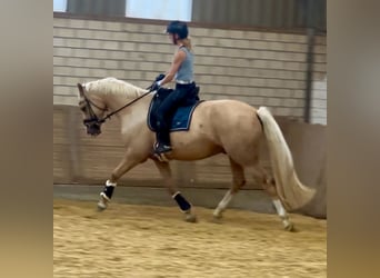 Deutsches Reitpony, Wallach, 4 Jahre, 160 cm, Palomino