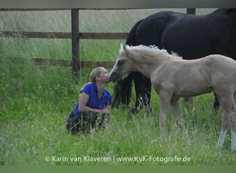 Deutsches Reitpony, Wallach, 4 Jahre, 160 cm, Palomino