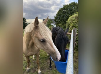 Deutsches Reitpony, Wallach, 4 Jahre, 160 cm, Palomino