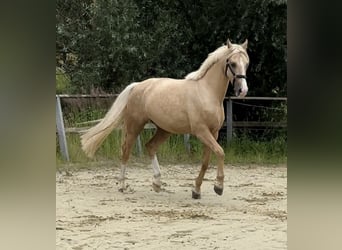 Deutsches Reitpony, Wallach, 4 Jahre, 160 cm, Palomino