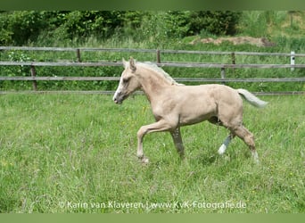 Deutsches Reitpony, Wallach, 4 Jahre, 160 cm, Palomino