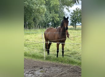 Deutsches Reitpony Mix, Wallach, 4 Jahre, 162 cm, Brauner