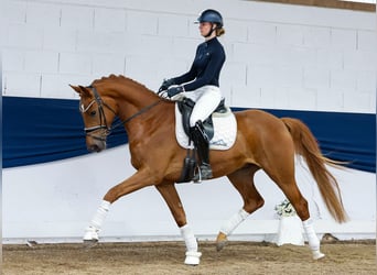 Deutsches Reitpony, Wallach, 4 Jahre, 163 cm, Fuchs