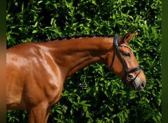 Deutsches Reitpony, Wallach, 4 Jahre, 178 cm, Brauner