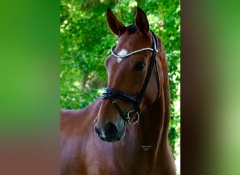 Deutsches Reitpony, Wallach, 4 Jahre, 178 cm, Brauner