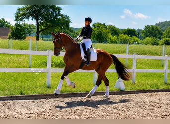 Deutsches Reitpony, Wallach, 4 Jahre, 178 cm, Brauner