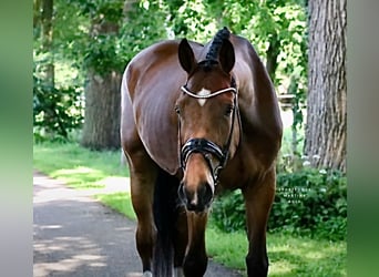 Deutsches Reitpony, Wallach, 4 Jahre, 178 cm, Brauner