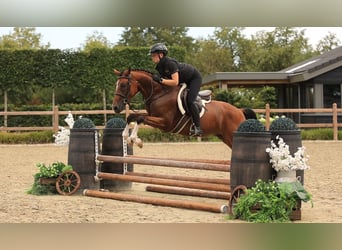 Deutsches Reitpony, Wallach, 4 Jahre, Brauner