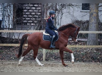 Deutsches Reitpony, Wallach, 4 Jahre