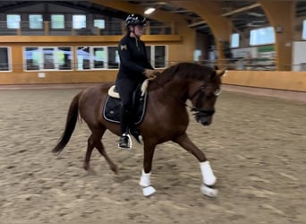 Deutsches Reitpony, Wallach, 4 Jahre, Dunkelfuchs
