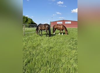 Deutsches Reitpony, Wallach, 4 Jahre, Dunkelfuchs