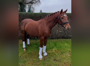 Deutsches Reitpony, Wallach, 4 Jahre, Dunkelfuchs