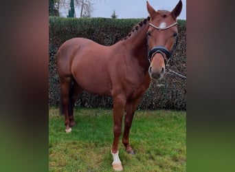 Deutsches Reitpony, Wallach, 4 Jahre, Dunkelfuchs