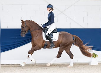 Deutsches Reitpony, Wallach, 4 Jahre, Dunkelfuchs