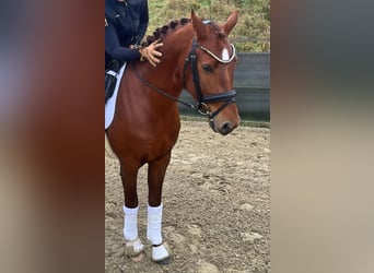 Deutsches Reitpony, Wallach, 4 Jahre, Dunkelfuchs