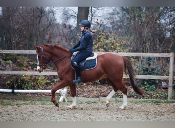 Deutsches Reitpony, Wallach, 4 Jahre, Dunkelfuchs