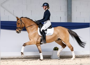 Deutsches Reitpony, Wallach, 4 Jahre, Falbe