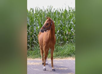 Deutsches Reitpony, Wallach, 4 Jahre, Fuchs