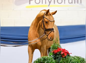 Deutsches Reitpony, Wallach, 4 Jahre, Fuchs