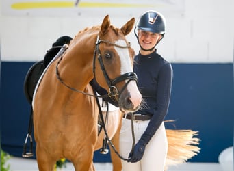 Deutsches Reitpony, Wallach, 4 Jahre, Fuchs