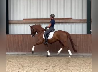 Deutsches Reitpony, Wallach, 4 Jahre, Fuchs