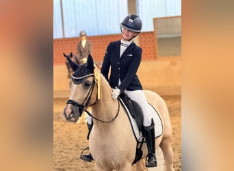 Deutsches Reitpony, Wallach, 4 Jahre, Palomino