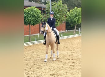 Deutsches Reitpony, Wallach, 4 Jahre, Palomino