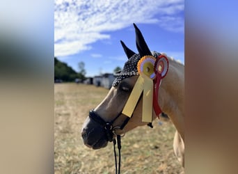 Deutsches Reitpony, Wallach, 4 Jahre, Palomino