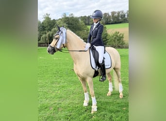 Deutsches Reitpony, Wallach, 4 Jahre, Palomino