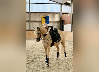 Deutsches Reitpony, Wallach, 4 Jahre, Palomino