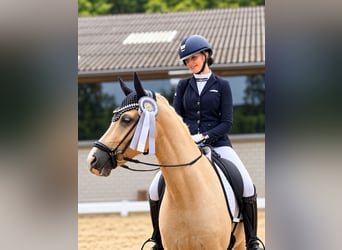 Deutsches Reitpony, Wallach, 4 Jahre, Palomino