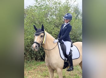 Deutsches Reitpony, Wallach, 4 Jahre, Palomino