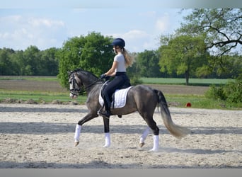 Deutsches Reitpony, Wallach, 4 Jahre, Schimmel