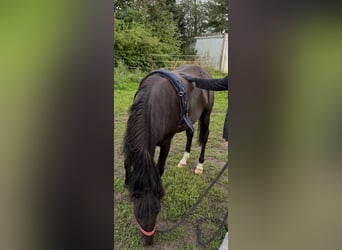 Deutsches Reitpony, Wallach, 4 Jahre, Schwarzbrauner