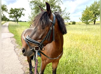 Deutsches Reitpony Mix, Wallach, 5 Jahre, 130 cm, Dunkelbrauner